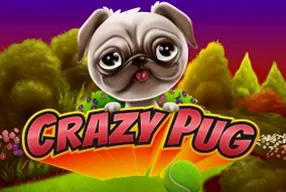 Crazy Pug